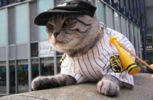 Baseball-cat-costume-500x326